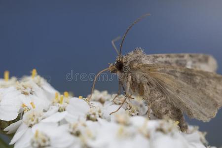 小的灰色的飞蛾向白色的花照片