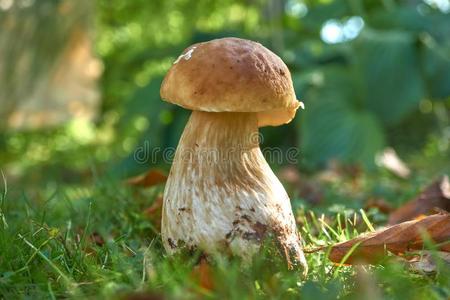 num.一棕色的蘑菇,可怕的牛肝菌,采用指已提到的人森林.