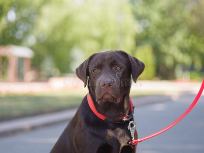 漂亮的棕色的labeldressroutine日常事分类寻猎物犬小狗狗反对日落光和