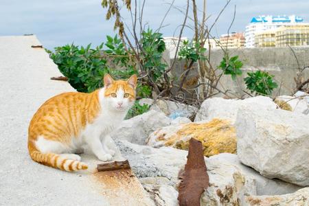 猫在我的地方的港口