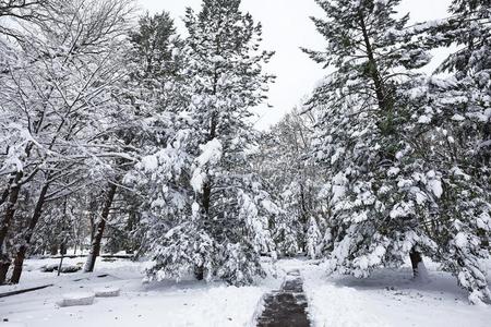 美丽的冬风景和雪大量的树