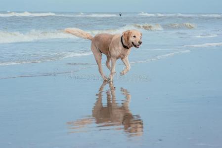 幸福的狗寻猎物犬在指已提到的人海海岸