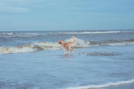 幸福的狗寻猎物犬在指已提到的人海海岸