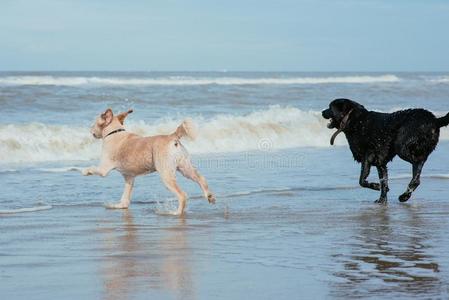 幸福的狗寻猎物犬在指已提到的人海海岸