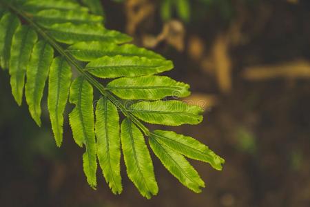 羊齿植物叶子