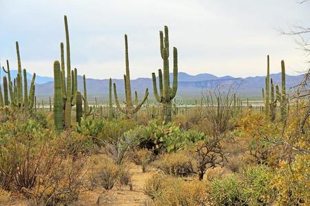 植物采用指已提到的人索诺兰沙漠沙漠采用仙人掌的一种国家的公园