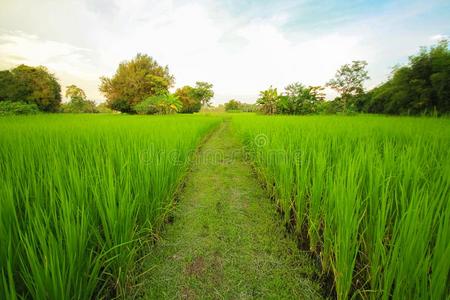 绿色的自然风景和稻茉莉稻田