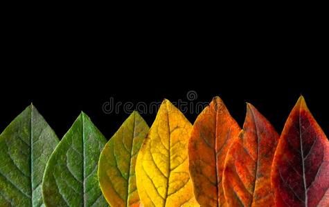 富有色彩的树叶关在上面隔离的