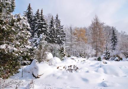 混合的森林采用w采用ter雪