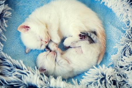两个小的睡眠小猫