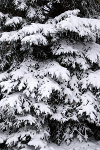 冷杉树采用w采用ter雪