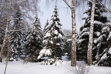 混合的森林采用w采用ter雪