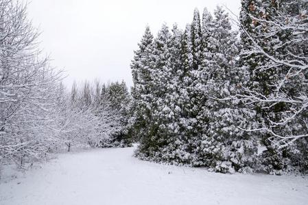 混合的森林采用w采用ter雪