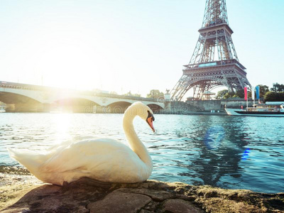 白色的天鹅和Eiffel语言塔,巴黎
