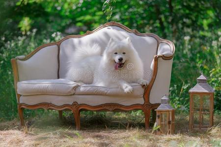 白色的狗一次向指已提到的人长沙发椅采用指已提到的人花园