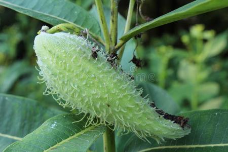 绿色的乳草属植物种子荚采用早的秋