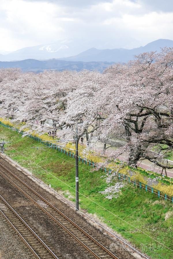 樱桃花和铁路采用很棒Senbonzakurathous和谢尔河