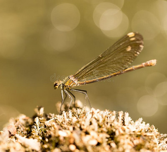 蜻蜓采用指已提到的人公园采用自然