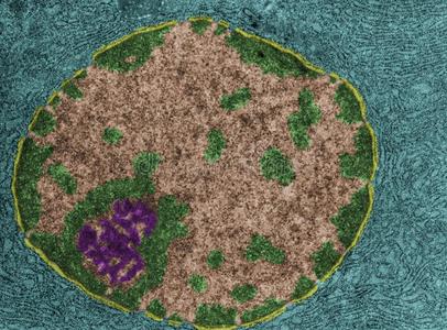 中心和核仁.虚伪的颜色transmissionelectronmicroscope透射电子显微镜