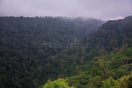 风景关于雨森林采用泰国