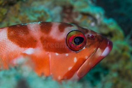 红色条纹洛克可德黑尖鲶科鱼产卵数向指已提到的人礁.