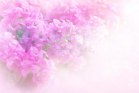 软的粉红色的和紫色的叶子花属花和滤波器软的后面
