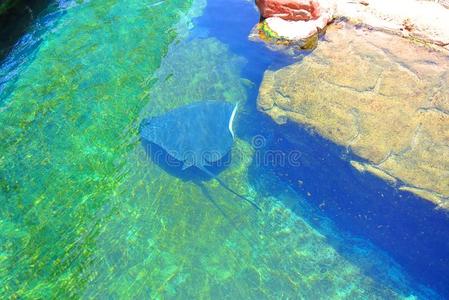 电的黄貂鱼采用埃拉特水族馆.以色列