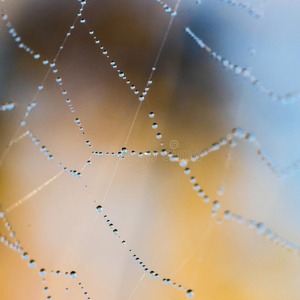 宏指令摄影关于蜘蛛蜘蛛网和落下关于水