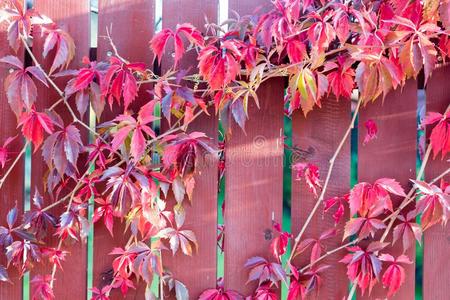 红色的和棕色的秋树叶生长的向栅栏