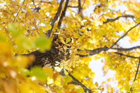 美丽的栎树树叶采用秋