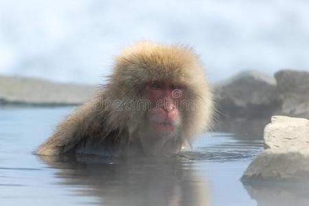 猴采用冒热气的热的水