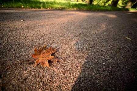 秋枫树叶子向指已提到的人路