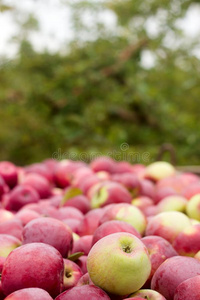 成熟的苹果,收获采用指已提到的人花园.