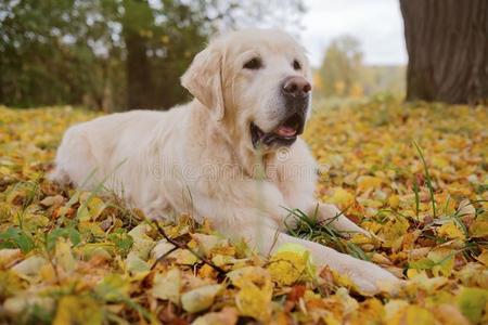老的金色的寻猎物犬是be的三单形式说谎向黄色的地面采用秋.