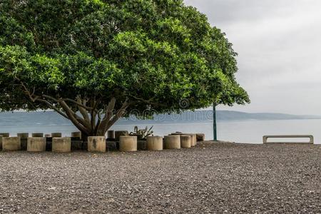 海关于门廊和树