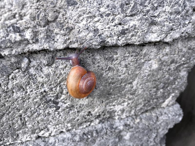 非洲大蜗牛爬墙图片