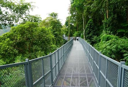 树天篷走道,指已提到的人铁器桥采用指已提到的人热带的森林