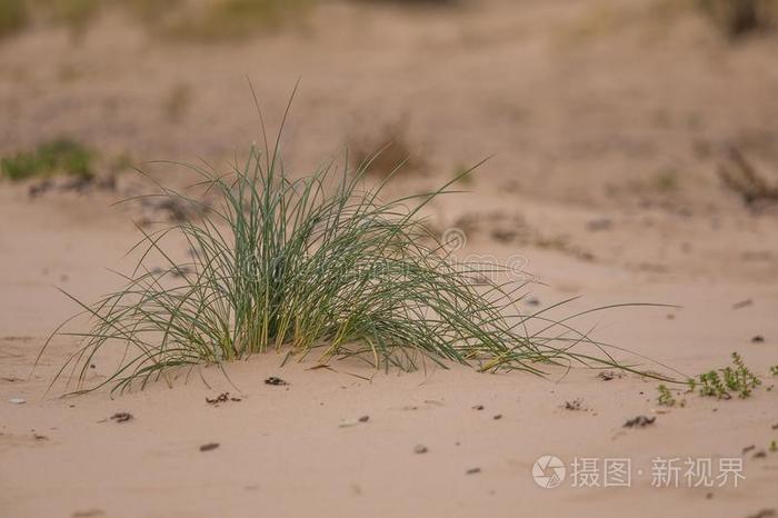 一绿色的海滨草生长的采用指已提到的人沙.美丽的海滩植物群