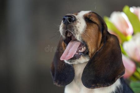 甜的小的温和的小狗矮腿猎犬猎狗和很长的耳