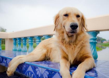 年幼的金色的寻猎物犬狗轻松