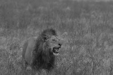 黑的和白色的影像关于男性的狮子st和采用g采用田