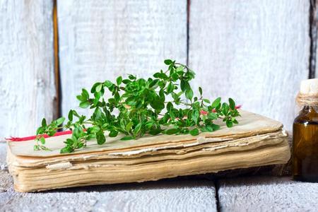 医学的植物,老的书和草本植物百里香向木制的表closure关闭