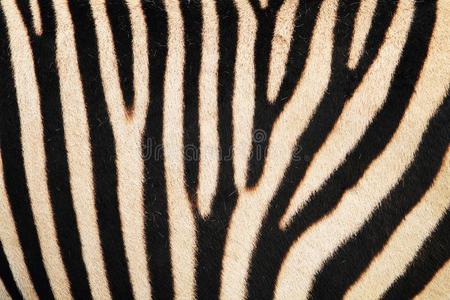 斑马动物皮质地照片