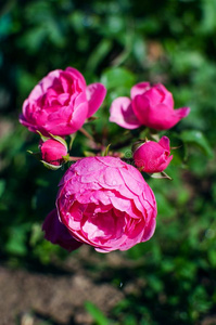 花芳香的粉红色的玫瑰