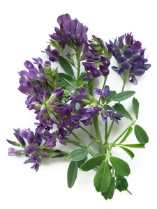 黑石背景顶部景观苜蓿紫花苜蓿苜蓿和萝卜芽苗菜勺子和全麦面包卷素描