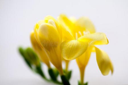 美丽的小苍兰属植物花