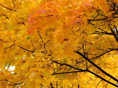 金色的秋背景关于黄色的枫树树叶向一br一nch