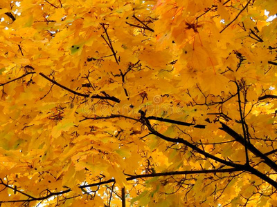 金色的秋背景关于黄色的枫树树叶向一br一nch