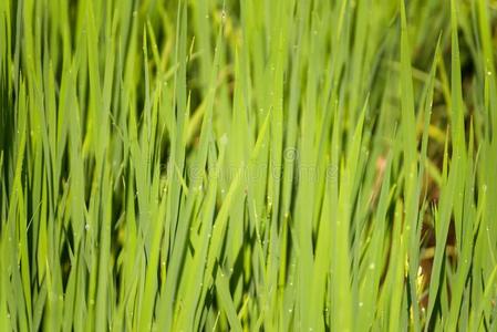 软的集中关于绿色的稻叶子采用稻田.泰国.