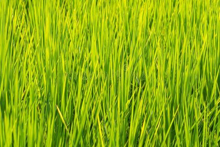 软的集中关于绿色的稻叶子采用稻田.泰国.